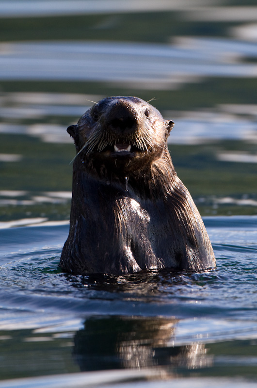 Sea Otter